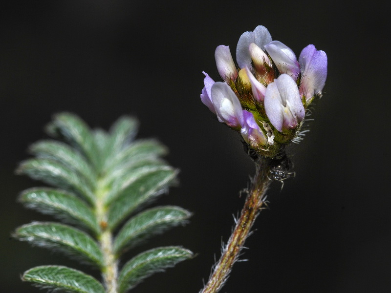 Astragalus stella.14