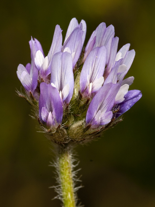Astragalus stella.17
