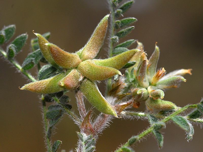 Astragalus stella.21