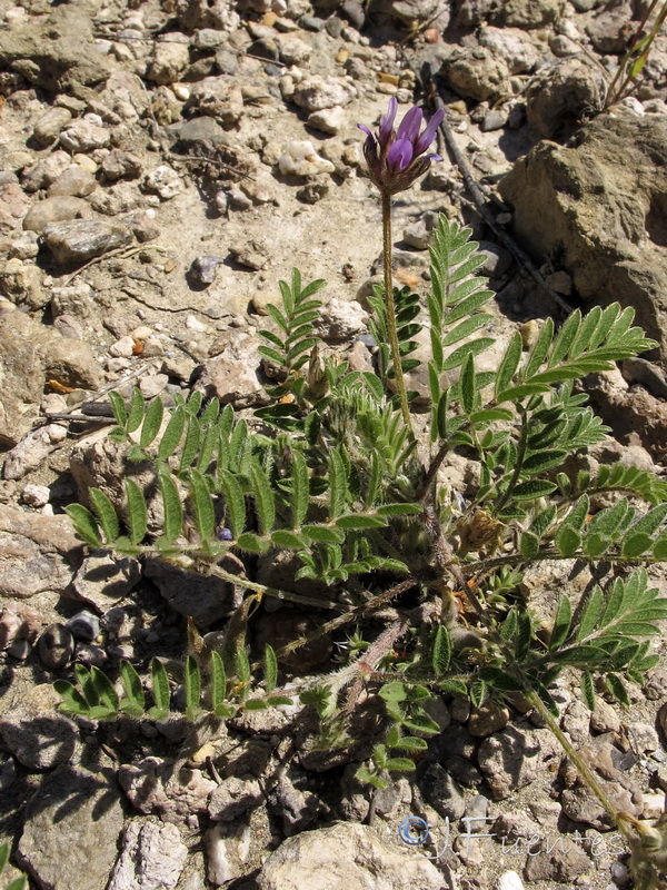 Astragalus stella.25