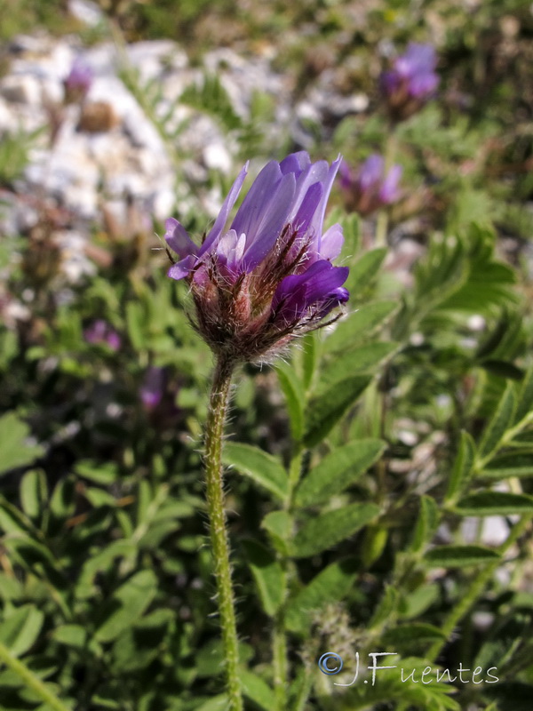 Astragalus stella.27