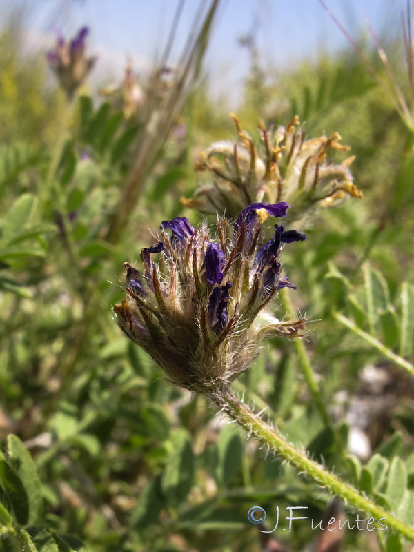 Astragalus stella.28