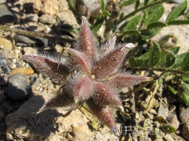 Astragalus stella.30