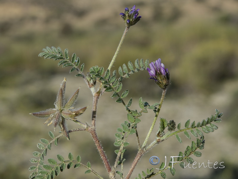 Astragalus stella.06