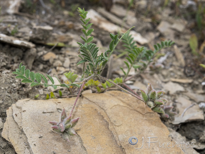 Astragalus stella.03