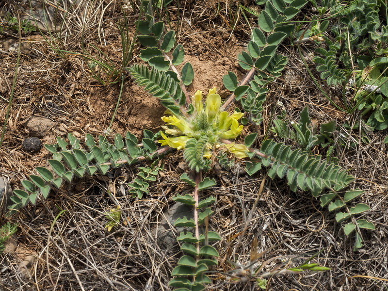 Astragalus tremolsianus.01