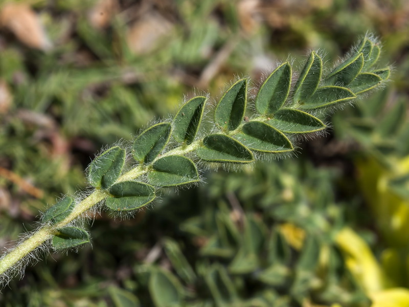 Astragalus tremolsianus.02