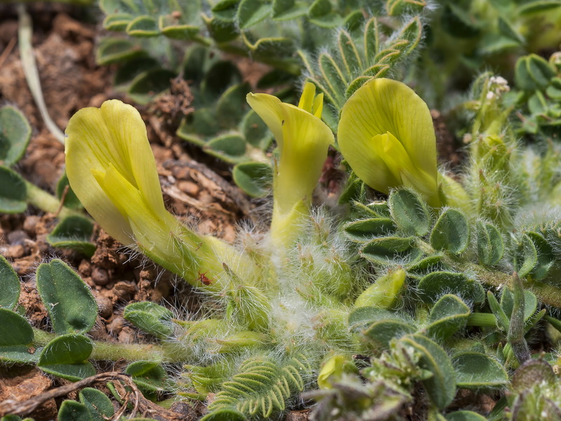 Astragalus tremolsianus.03