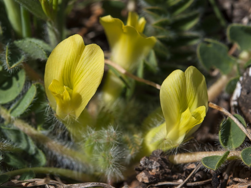 Astragalus tremolsianus.04