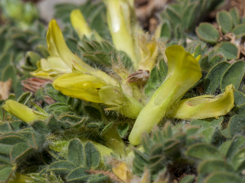 Astragalus tremolsianus.05