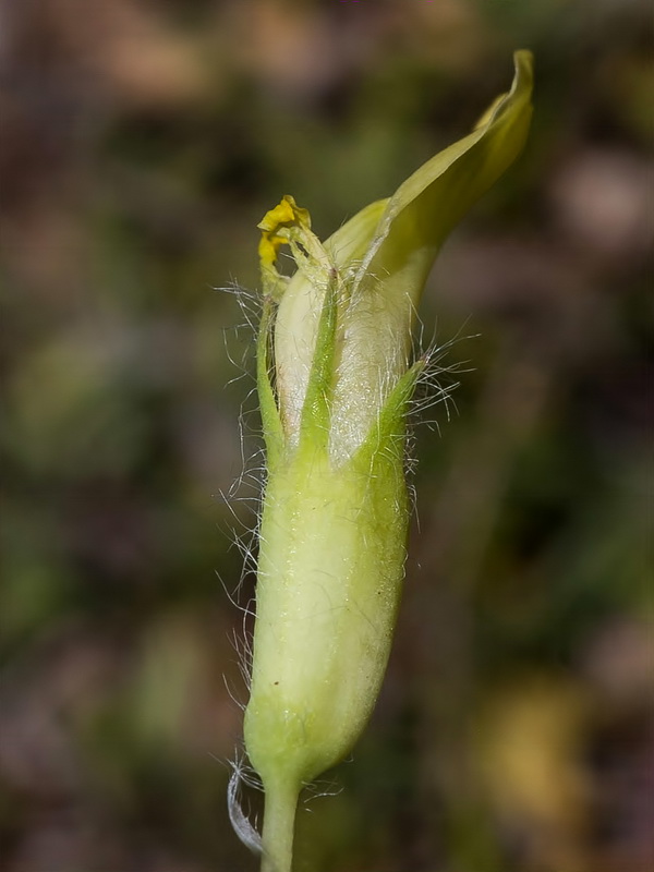 Astragalus tremolsianus.06