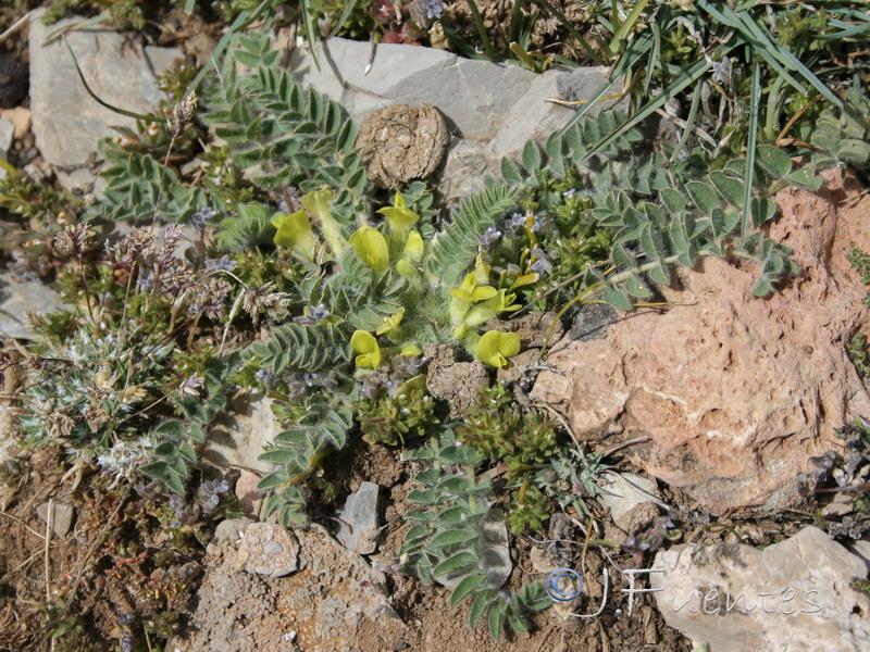 Astragalus tremolsianus.10
