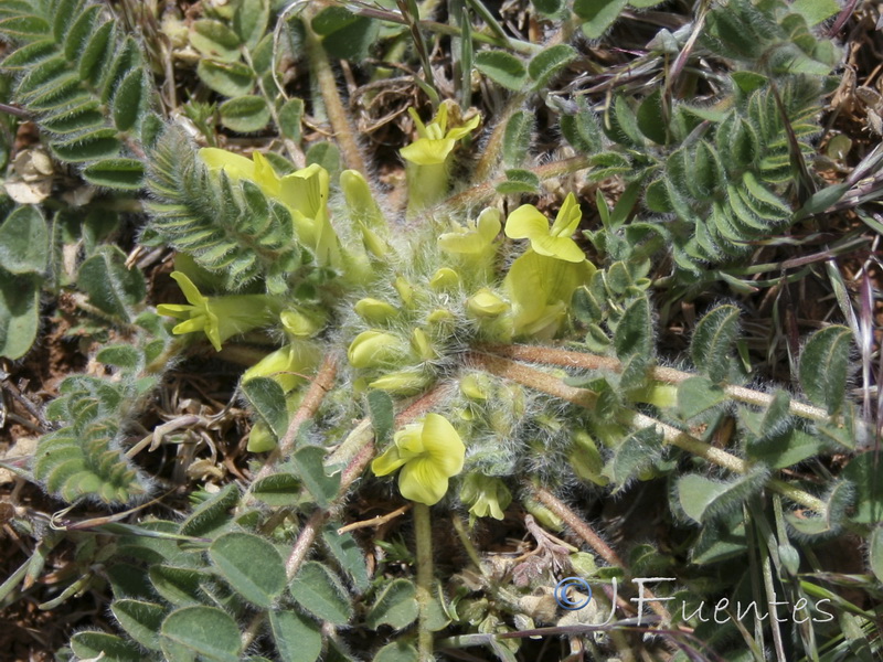 Astragalus tremolsianus.11