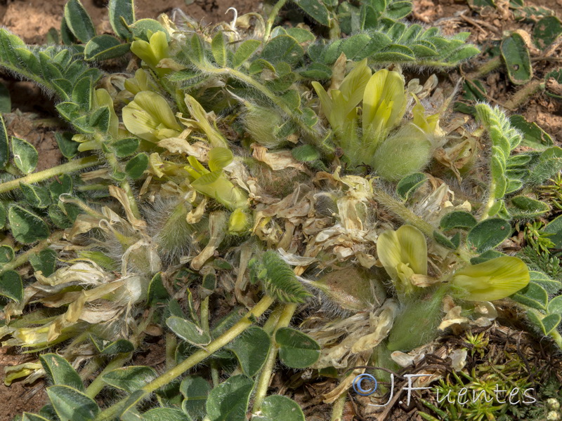 Astragalus tremolsianus.14