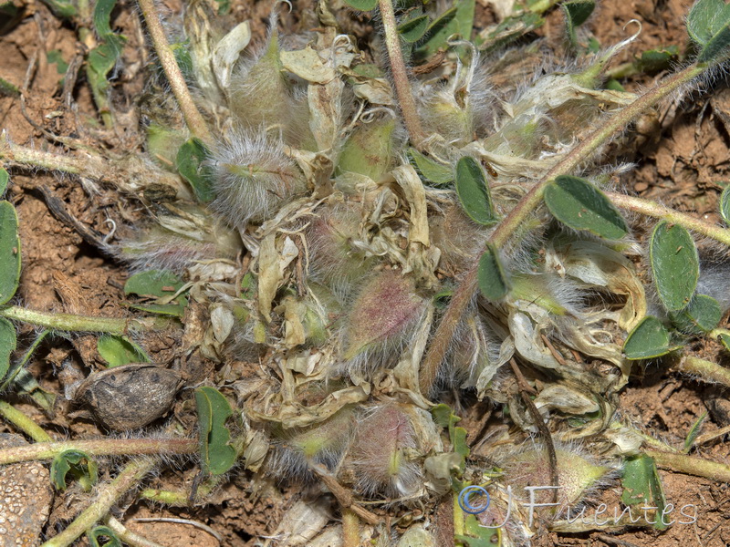 Astragalus tremolsianus.16