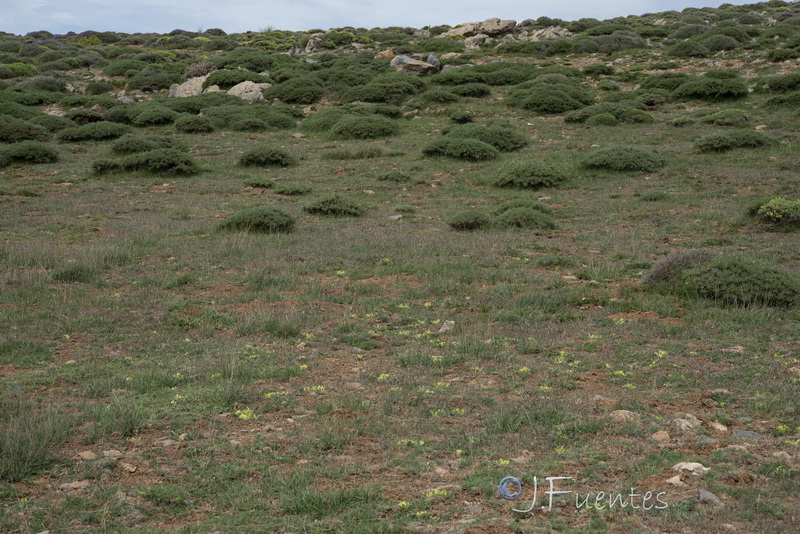 Astragalus tremolsianus.17