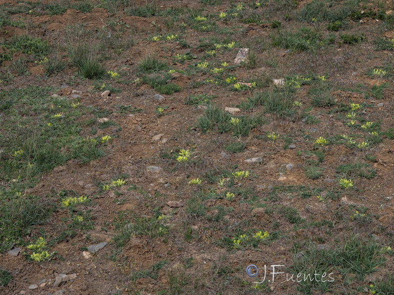 Astragalus tremolsianus.18