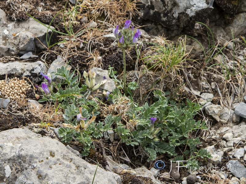 Astragalus vesicarius.04