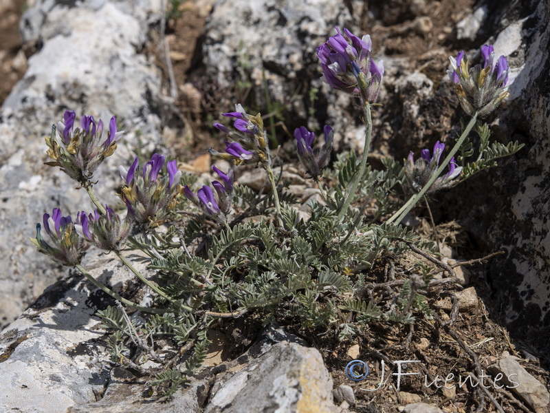 Astragalus vesicarius.05