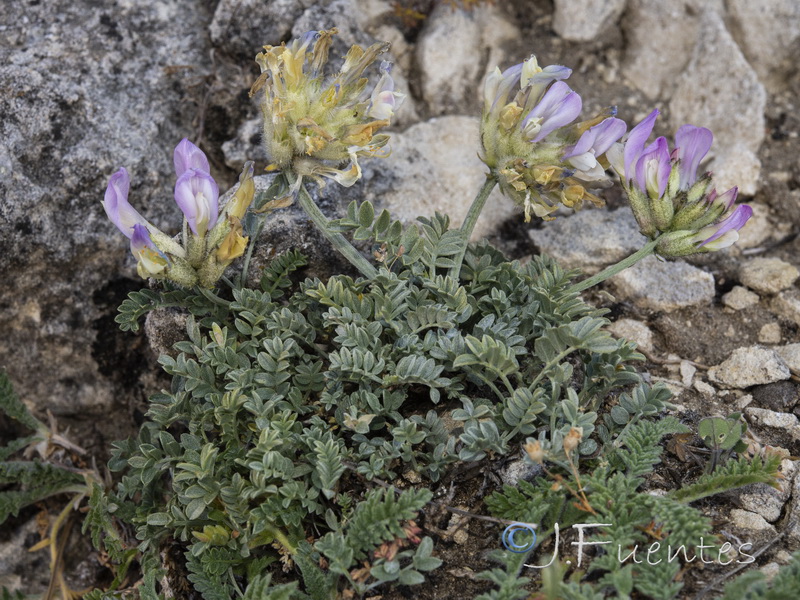 Astragalus vesicarius.06