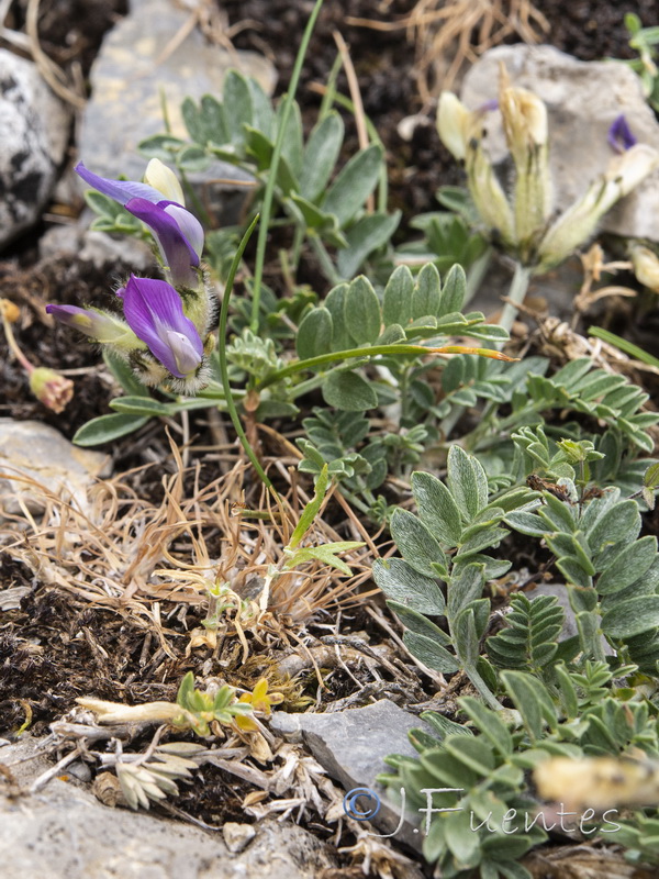 Astragalus vesicarius.07