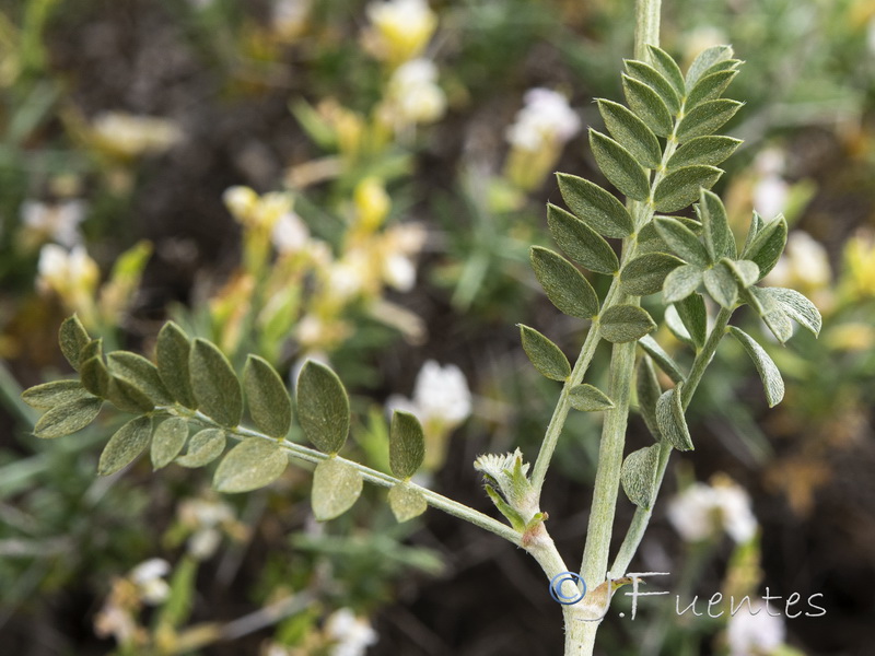 Astragalus vesicarius.09