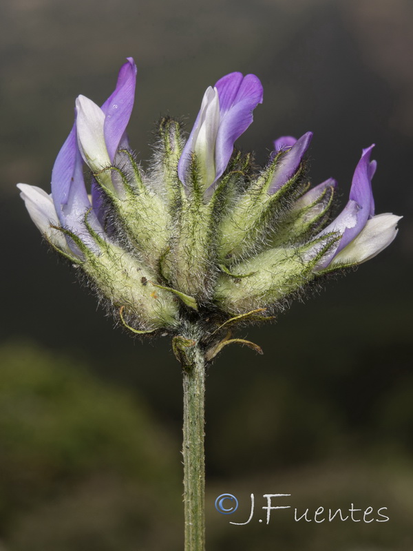 Astragalus vesicarius.11