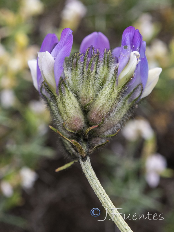 Astragalus vesicarius.14