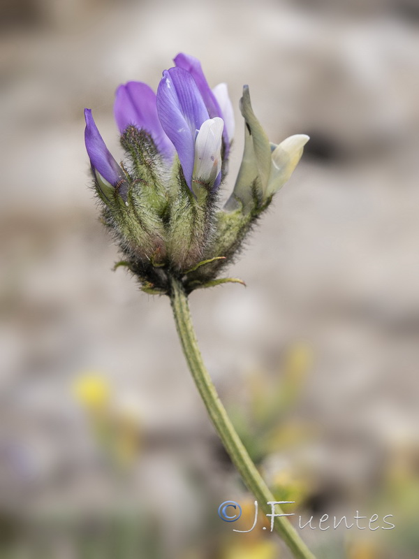 Astragalus vesicarius.15