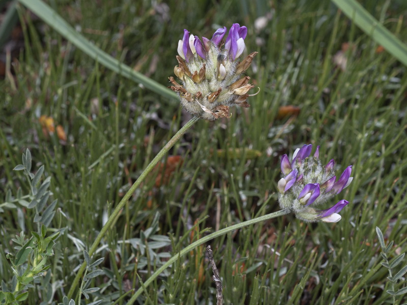 Astragalus vesicarius.04