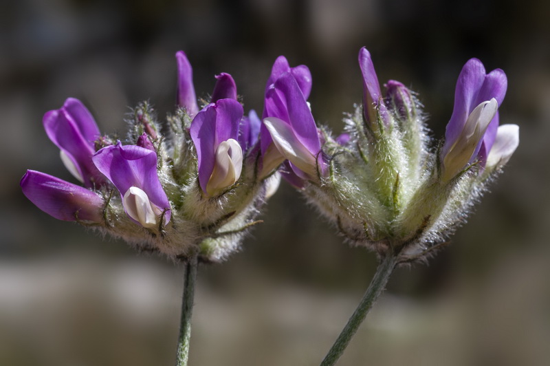 Astragalus vesicarius.22