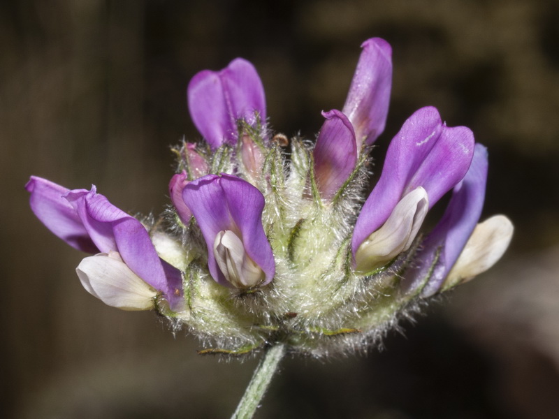 Astragalus vesicarius.03