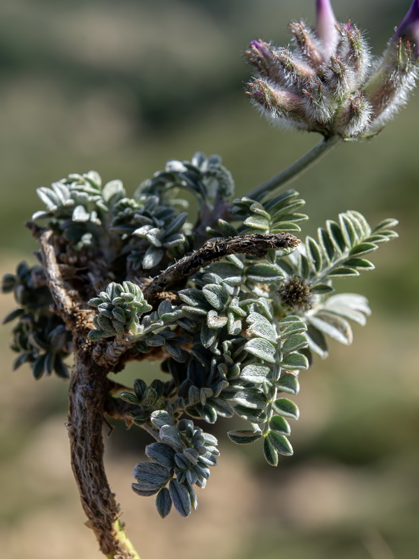 Astragalus vesicarius.29