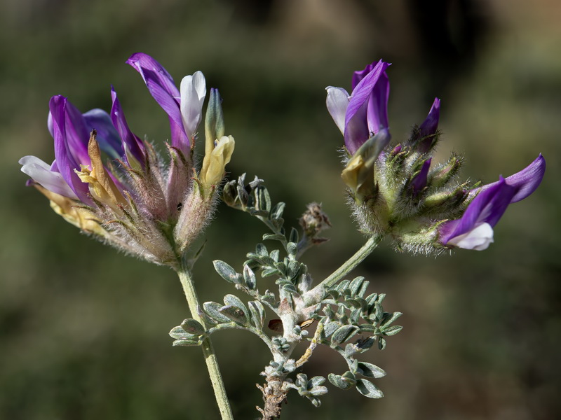 Astragalus vesicarius.07