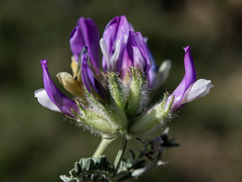Astragalus vesicarius.03