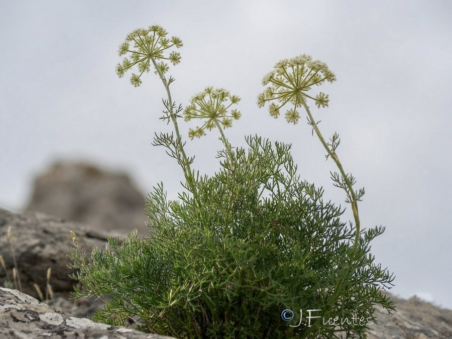 Athamanta hispanica.10b
