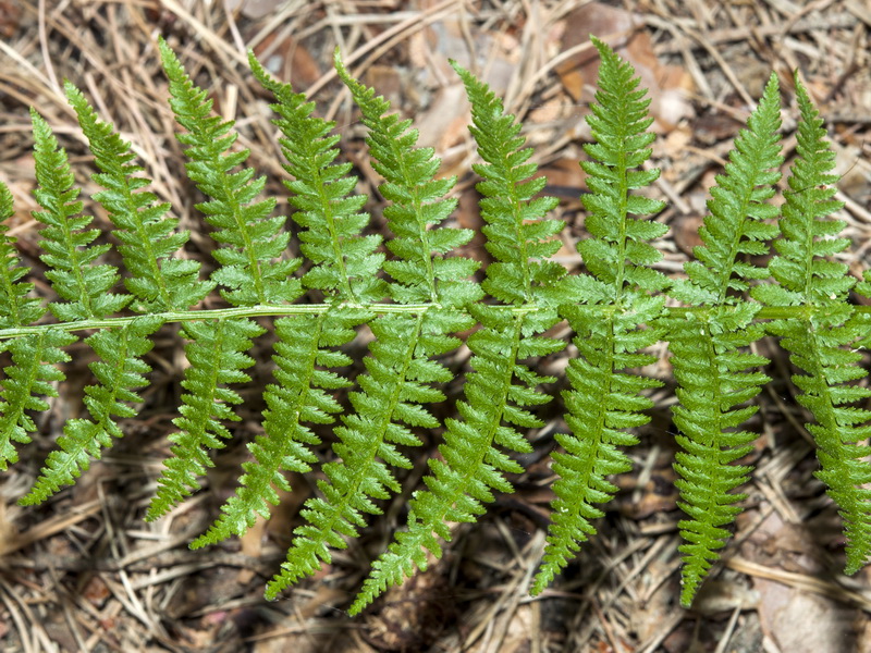 Athyrium filix femina.02