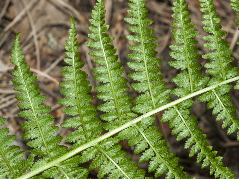 Athyrium filix femina.03