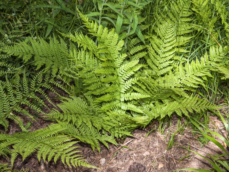 Athyrium filix femina.04