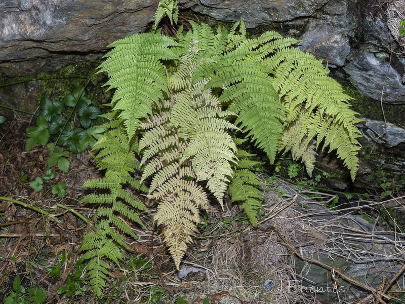 Athyrium filix femina.07