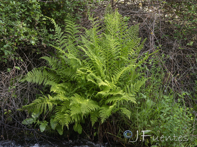 Athyrium filix femina.01