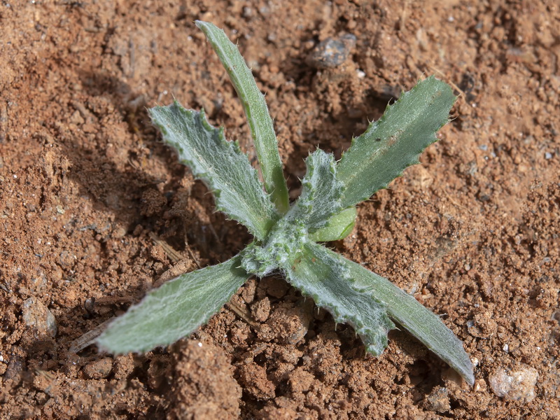Atractylis cancellata.34