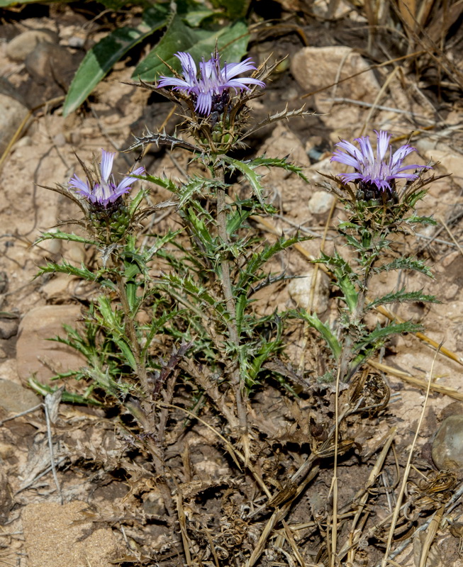 Atractylis humilis.02