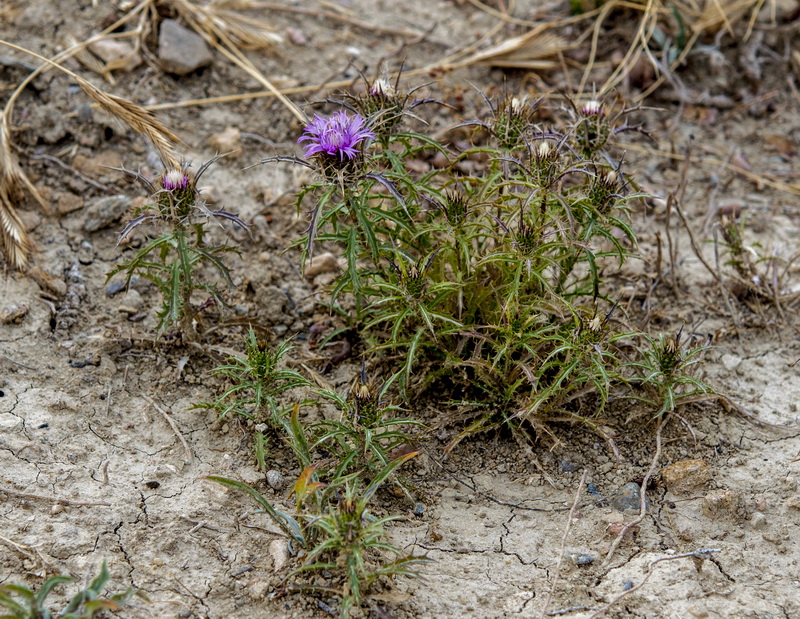 Atractylis humilis.04