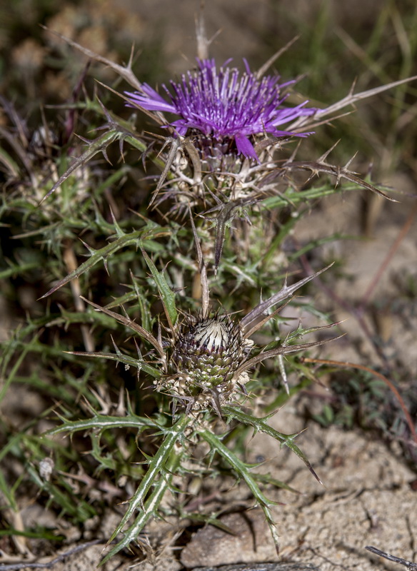 Atractylis humilis.05