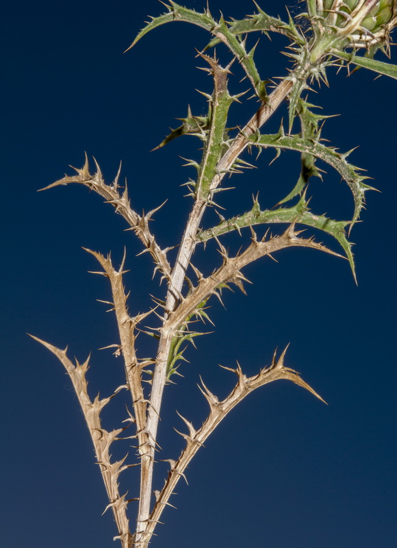 Atractylis humilis.06