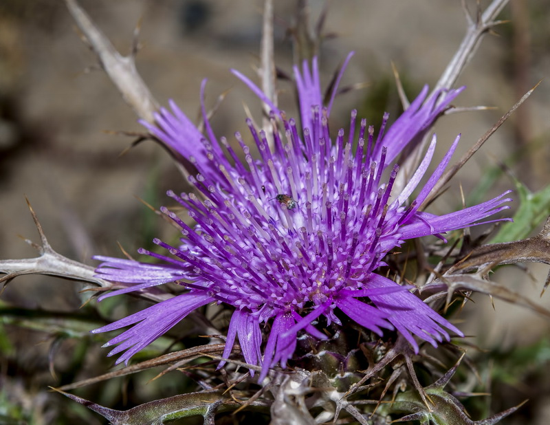 Atractylis humilis.16