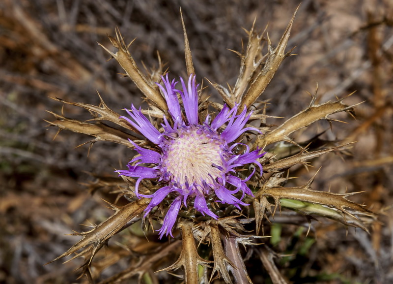 Atractylis humilis.18