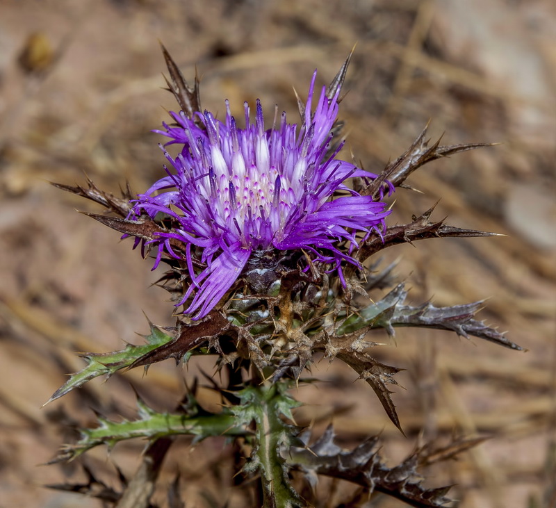 Atractylis humilis.20