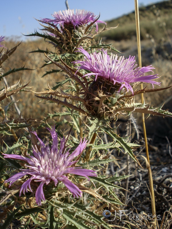 Atractylis humilis.25